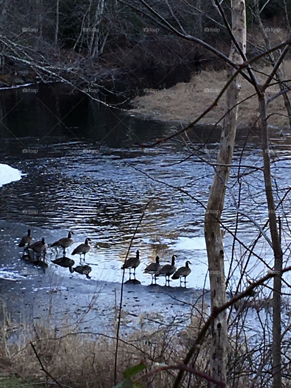 Ducks, geese near waters edge. Cold day, river nearby where they gather. Trees protect. Evening.