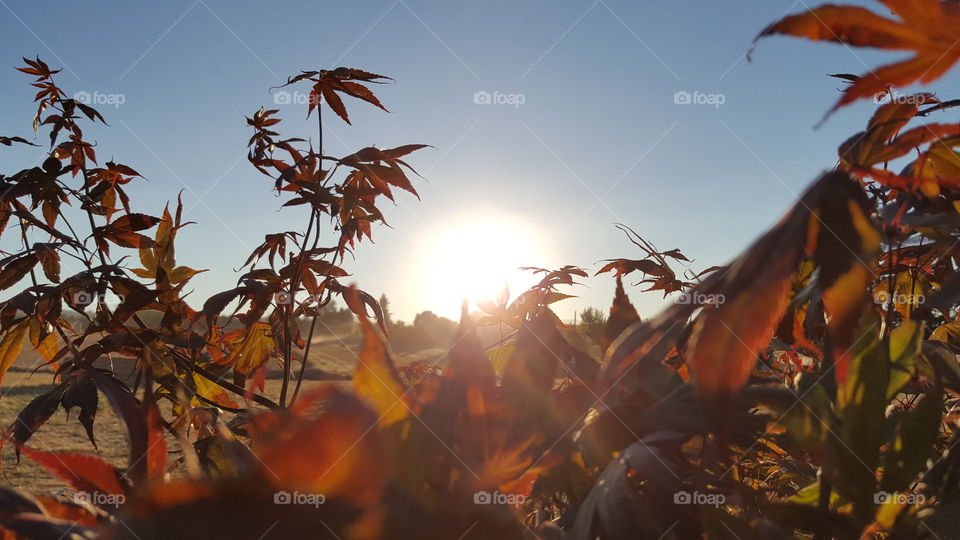 Fall, Leaf, No Person, Tree, Outdoors