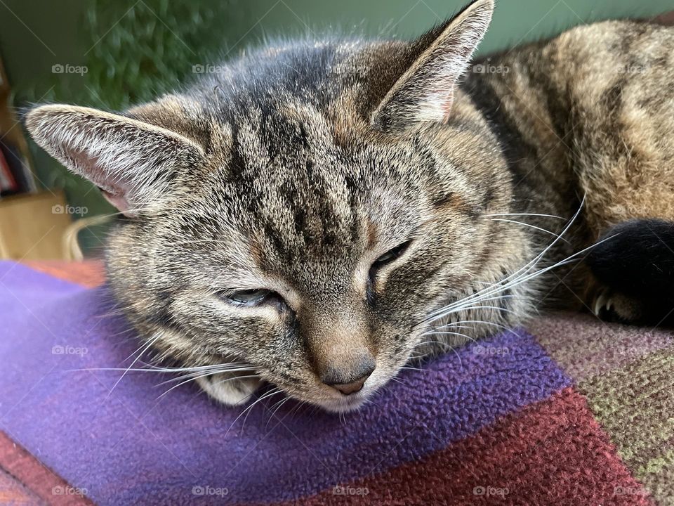 Close up of a tabby sleeping cat at home on blanket 