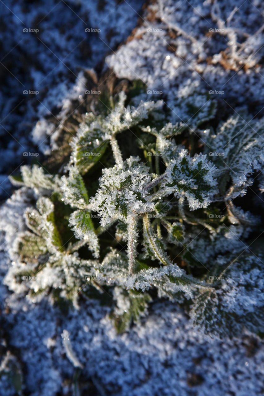 different types of bushes and grass covered with frosty icy needles in the first frost of November