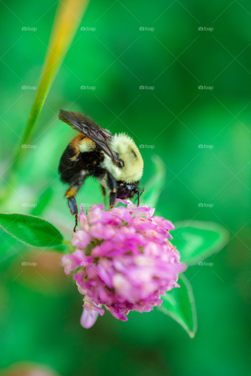 Bumble Bee on Purple Clover Flower Macro 3