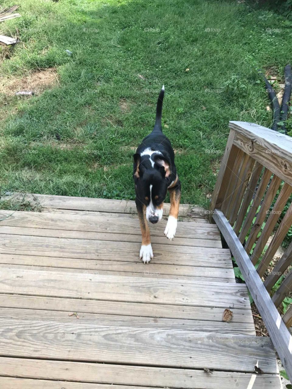 Dog Running Up Deck Stairs