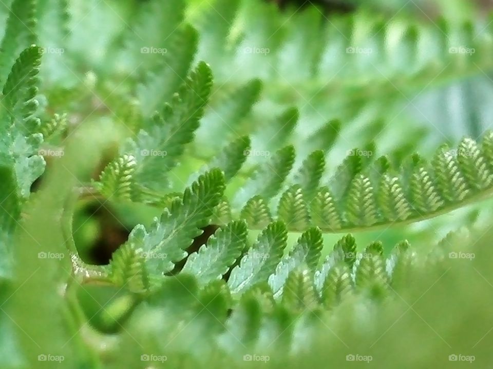 Fern