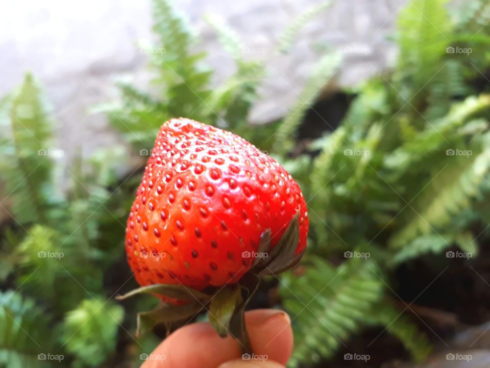 Strawberry in blur background