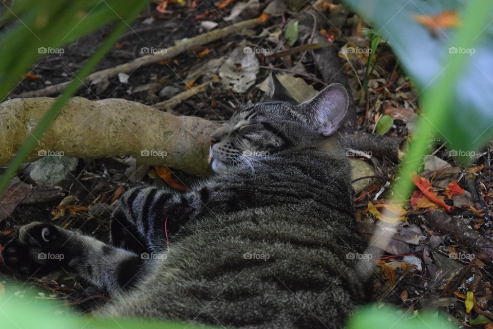 A polydactyl cat sleeps in the shade at Ernest Hemingway's home in Key West, FL, July 2016.