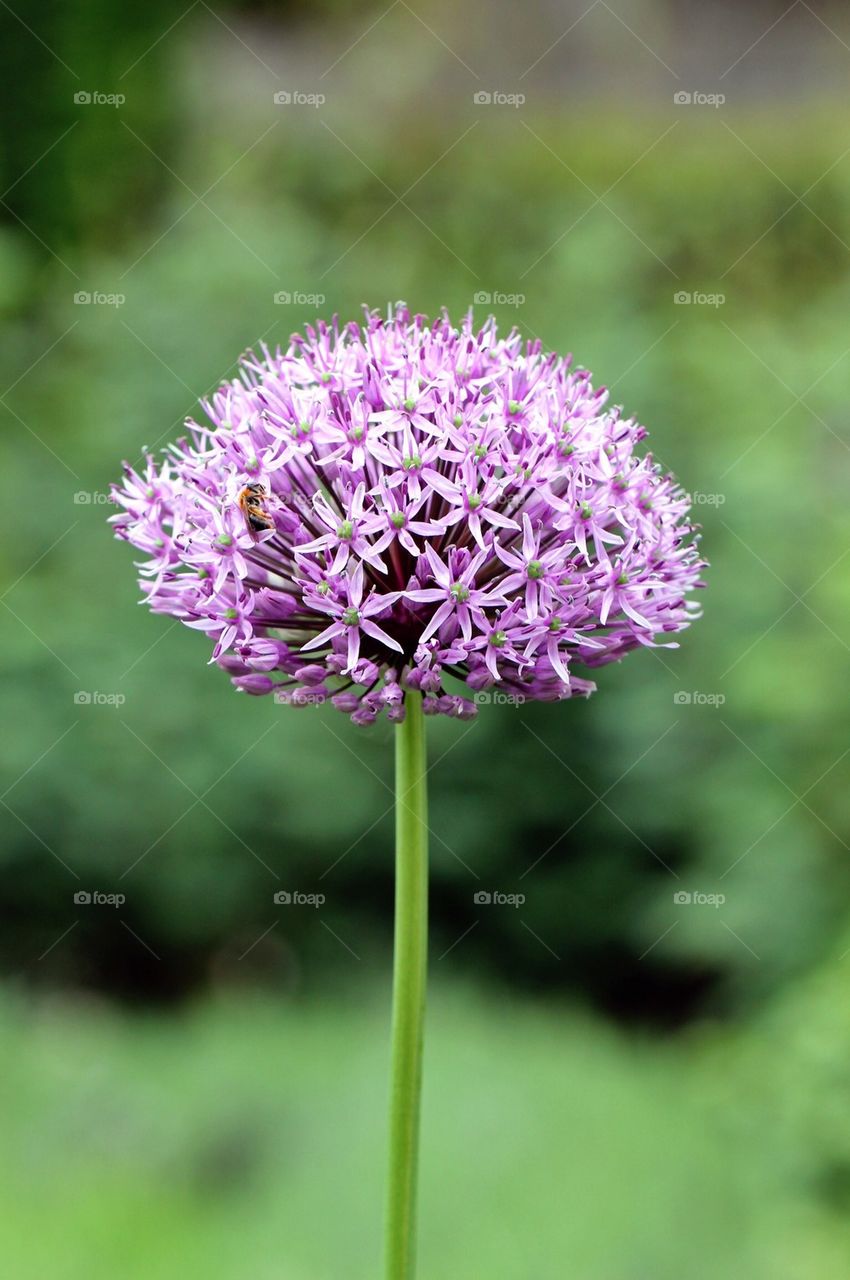 Close-up of flower head