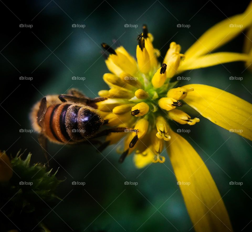 A yellow jacket eating dinner on a yellow flower #mobileseries