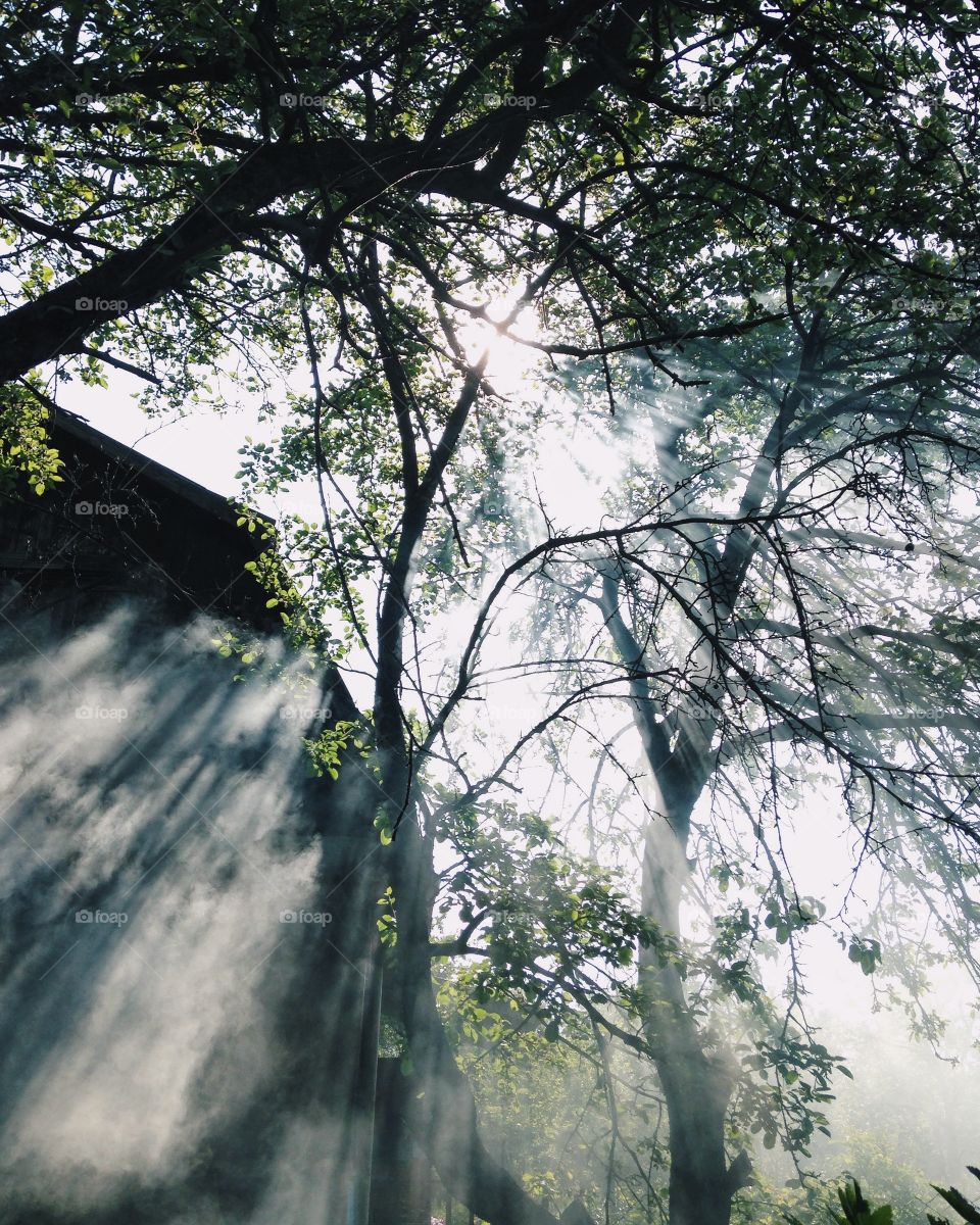 Foggy morning in forest