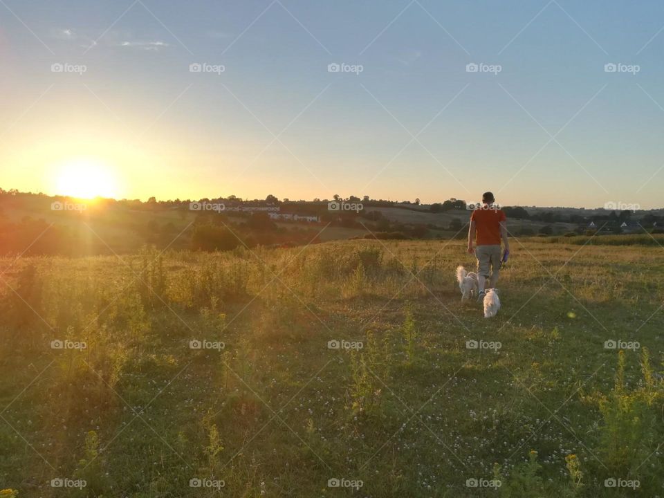 walking the dogs beautiful sunset. dog, pet, sunset, walk, summer, nature, happy, sun, animal, young, people, outdoor, park, man, friendship, love, lifestyle, cute, sunrise, grass, person, woman, fun, girl, canine, happiness, together, leisure