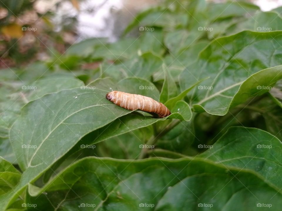 pupa on leafs
