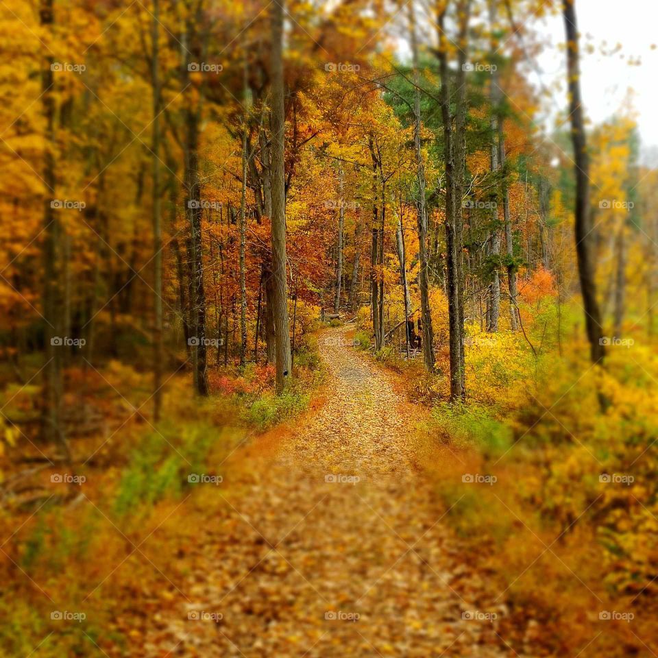 fall hiking trail