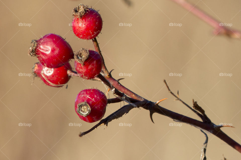 Red rose hip on a branch