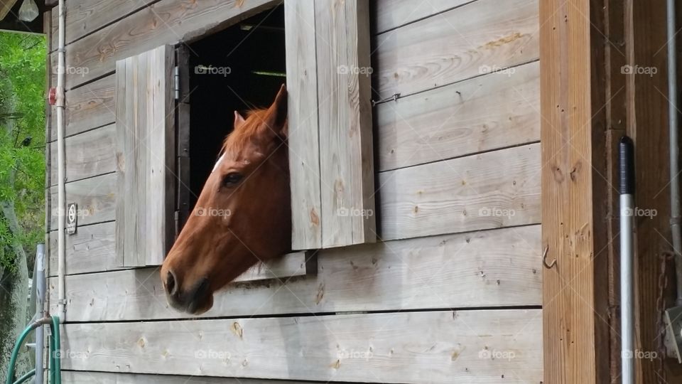 photo of a horse looking out the barn window to see what's going on
