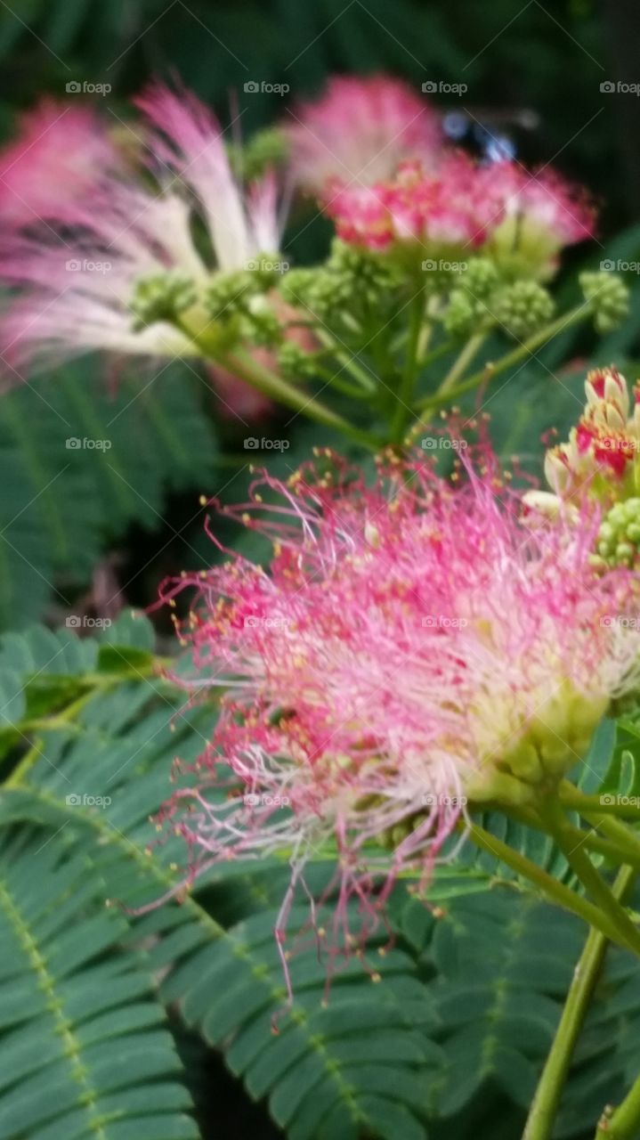 Mimosa pink fluff