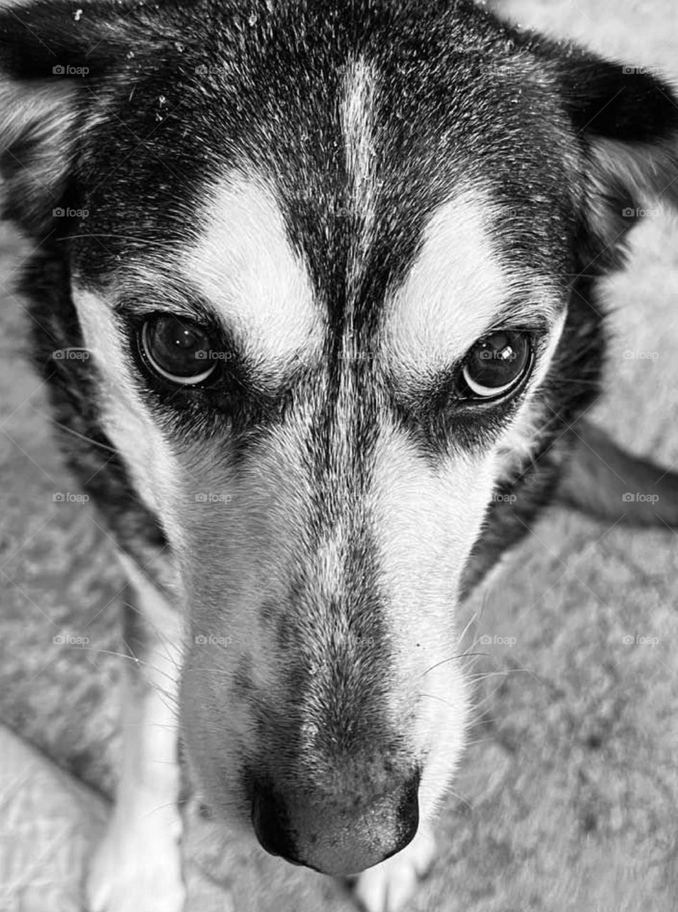 Just a doggo with cute eyes