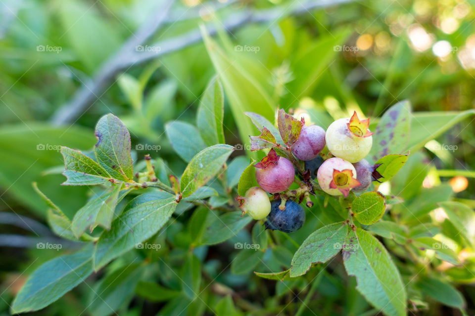 A colourful bouquet of wild blueberries in different stages of ripening. Looking like berry royalty with their 5-pointed crowns! 