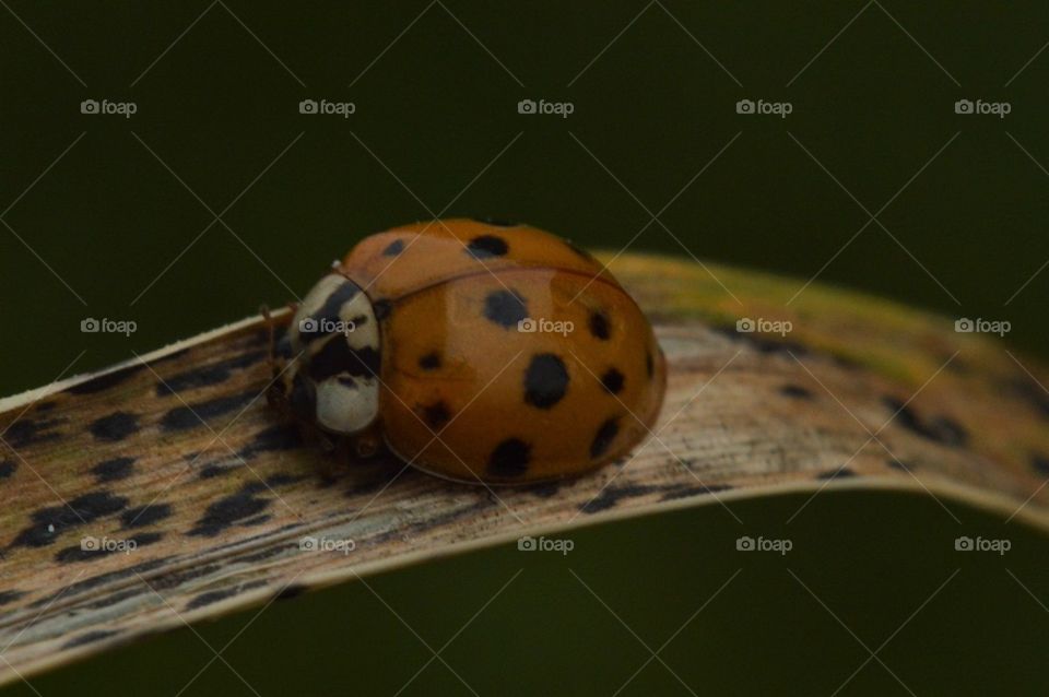 orange lady bug