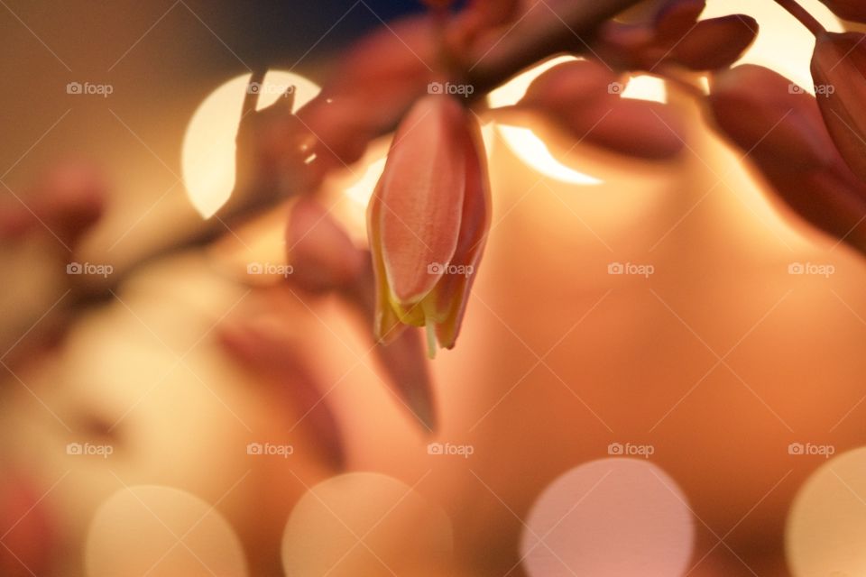Macro photo of a blooming flower pod