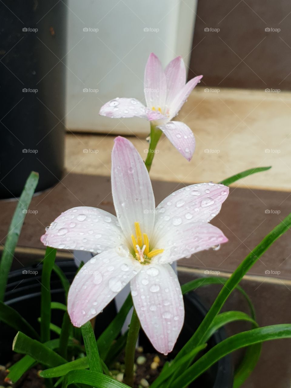 the beautiful rain lily in Thailand