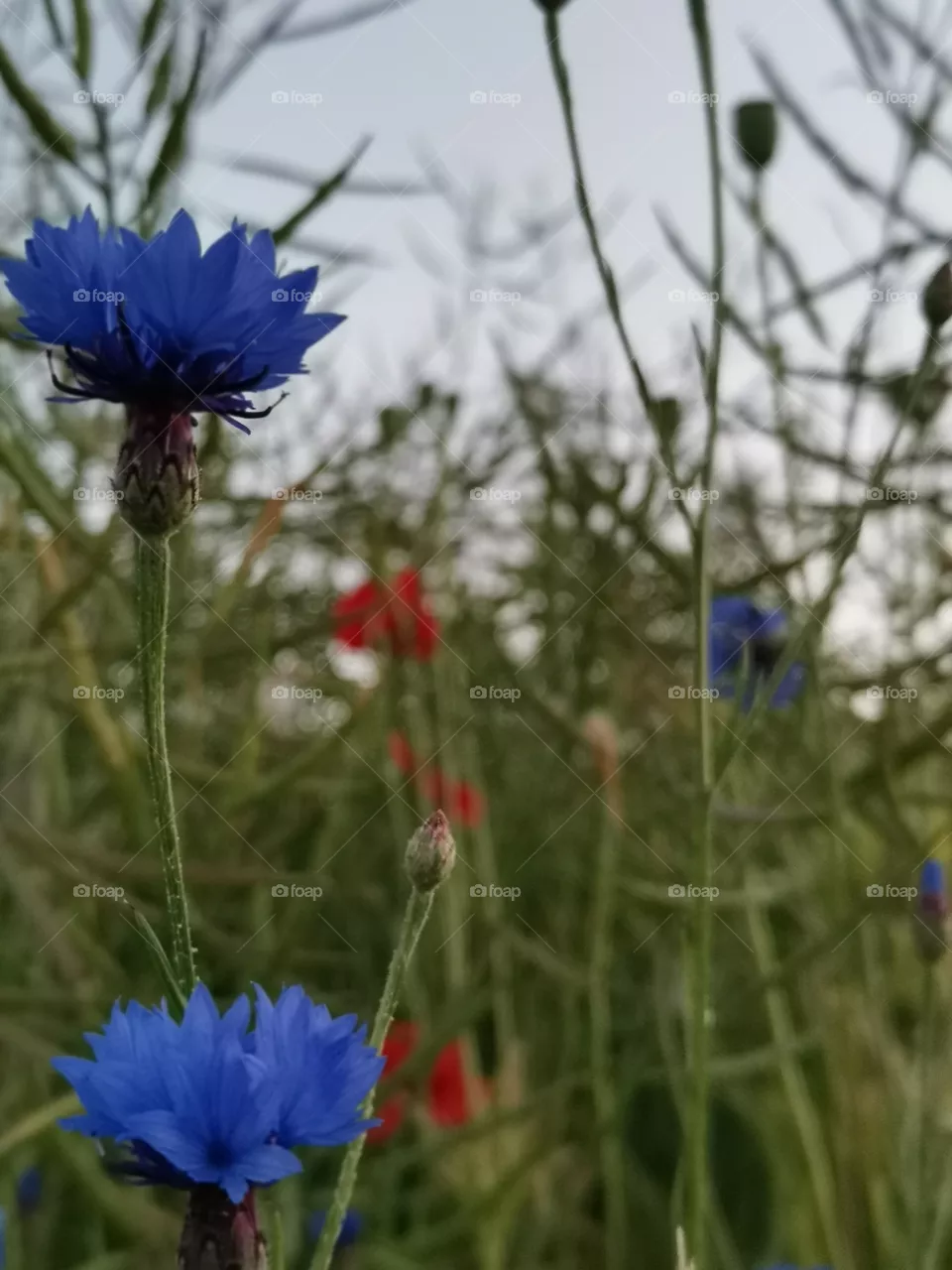 Bluebottle