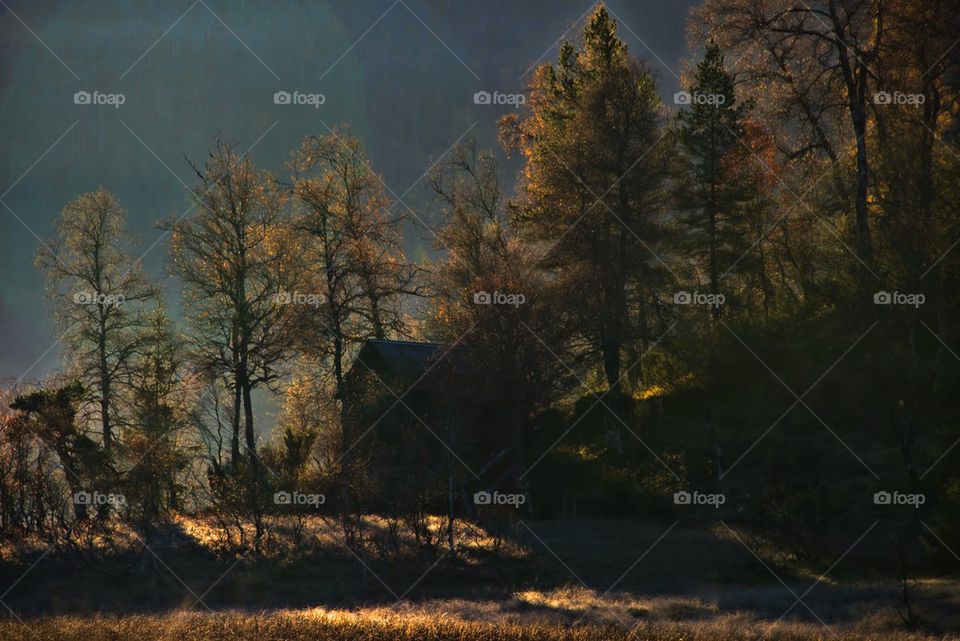 Shed in sunrise and mist