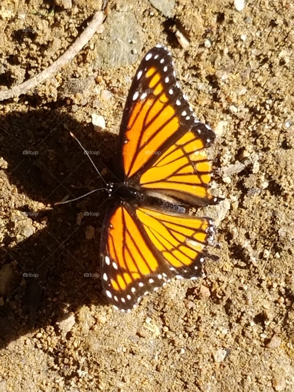 Butterflies fly away