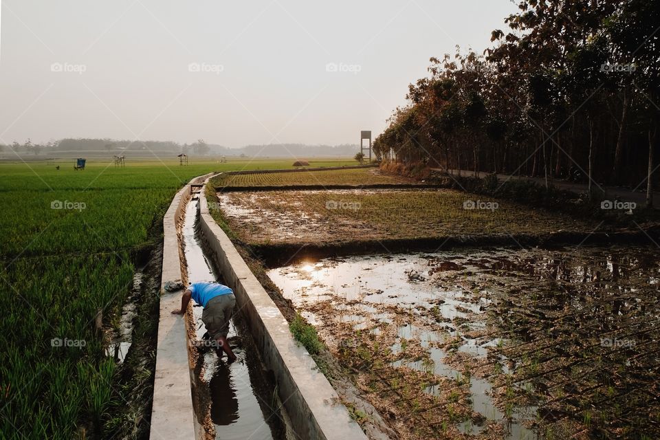 rice field irrigation