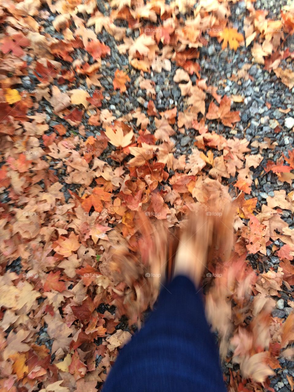 Fall, Leaf, Desktop, Nature, Outdoors