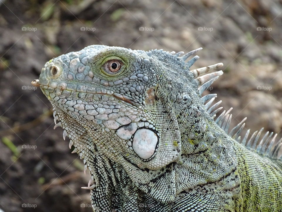 Head of a Iguana