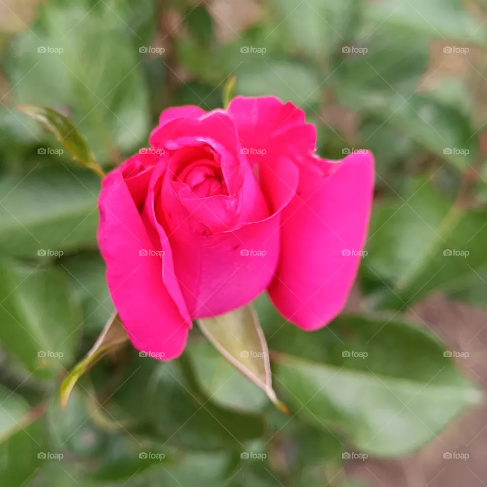 Bright pink rose