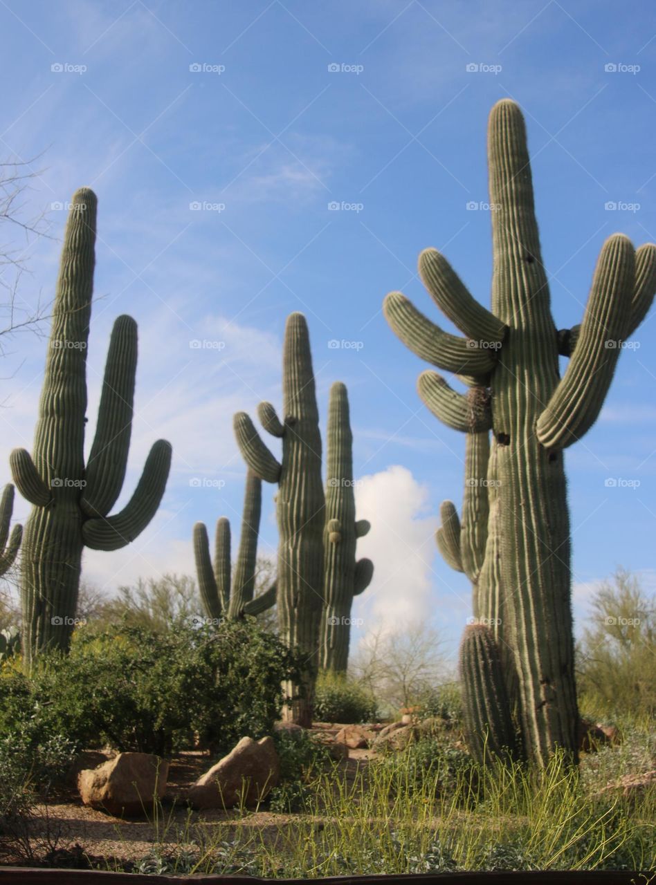 Towering Saguaro in Arizona Desert