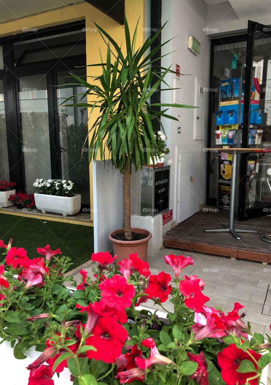 Red and green flowers in a hotel in Rimini Italy