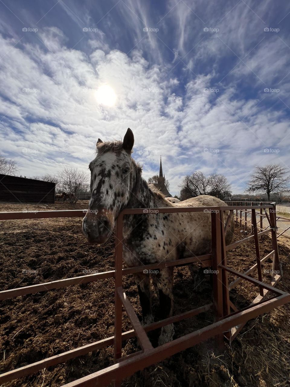 Beautiful horse 