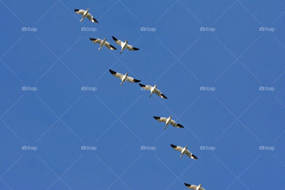 Snow geese fly over