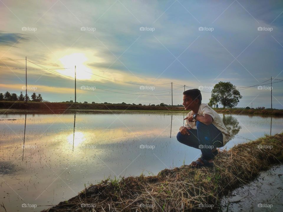 paddy fields at evening