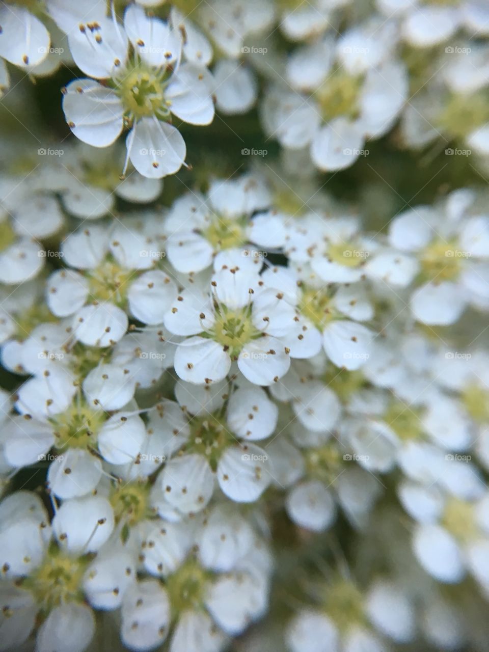 Tiny flowers up close 