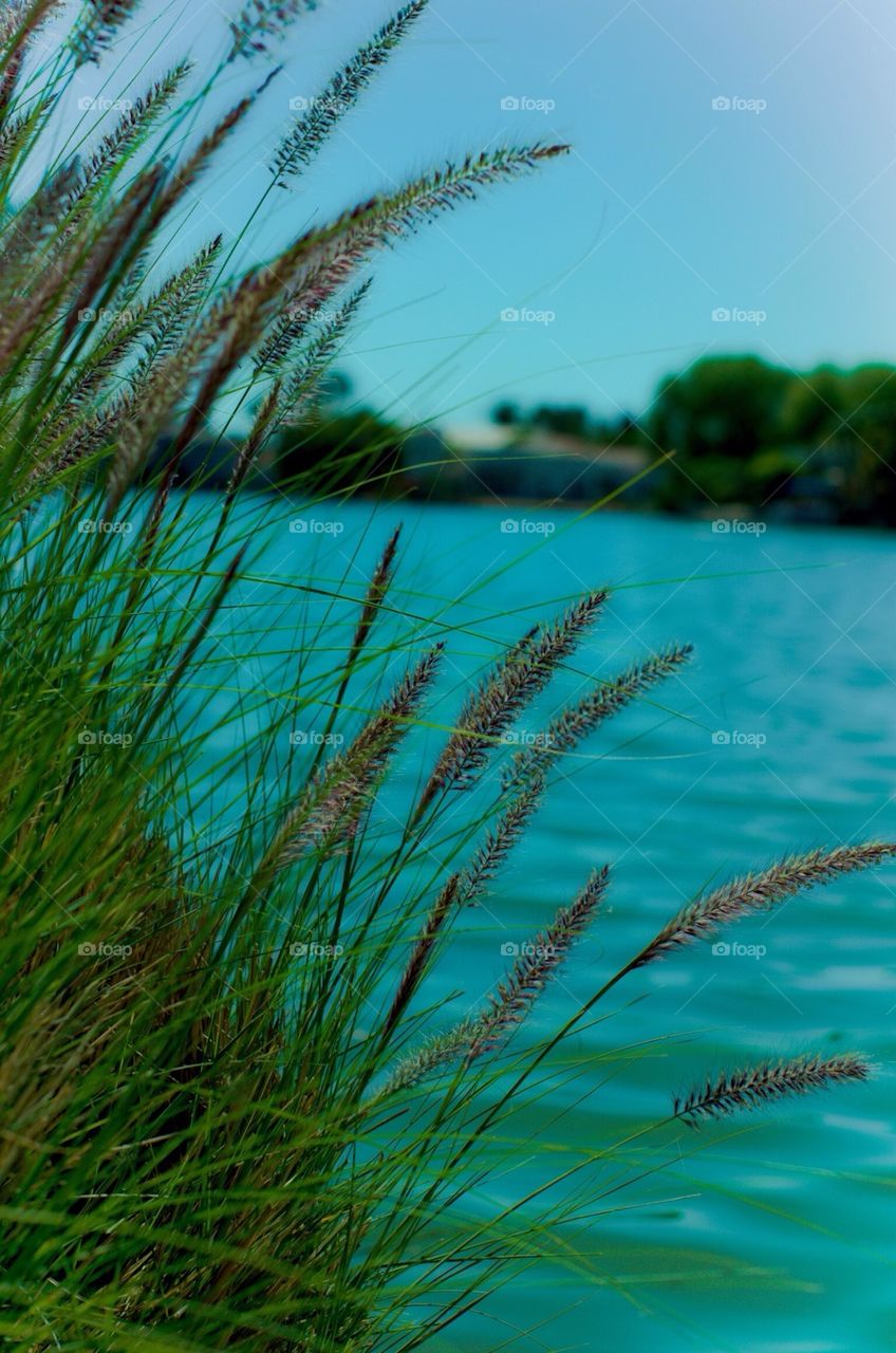 Grass by the lake