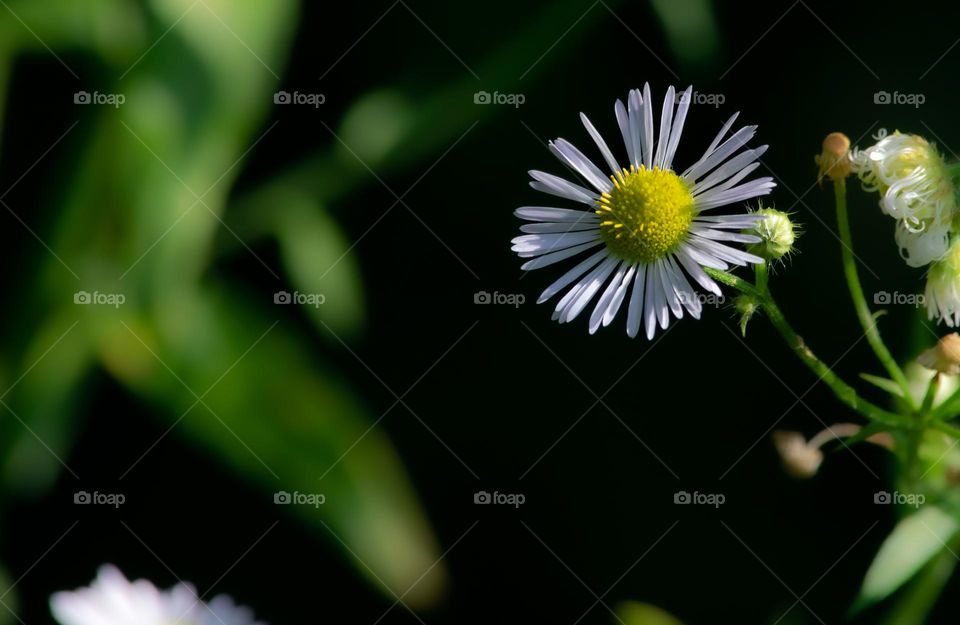 Close up on a flower