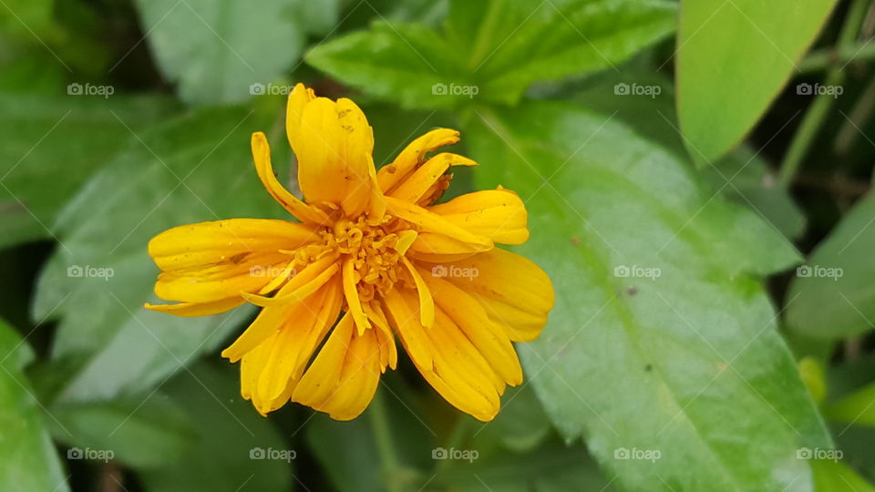 yellow flower