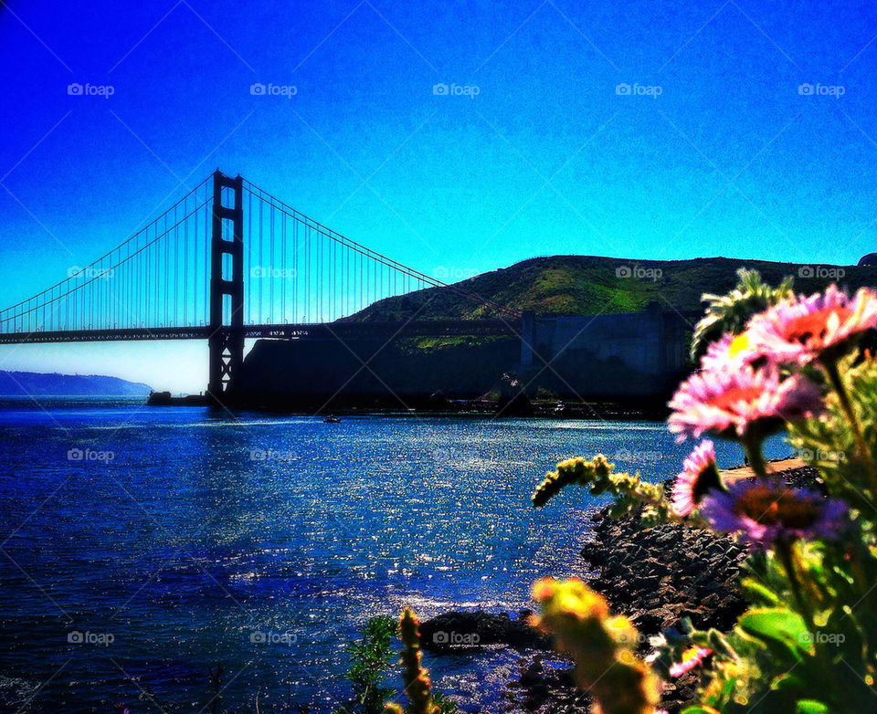 Rare clear sky with no fog over San Francisco Bay with flowers and