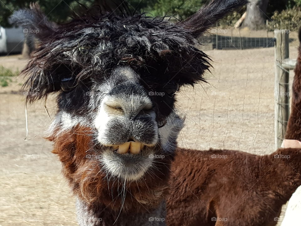 Close-up of cute alpaca