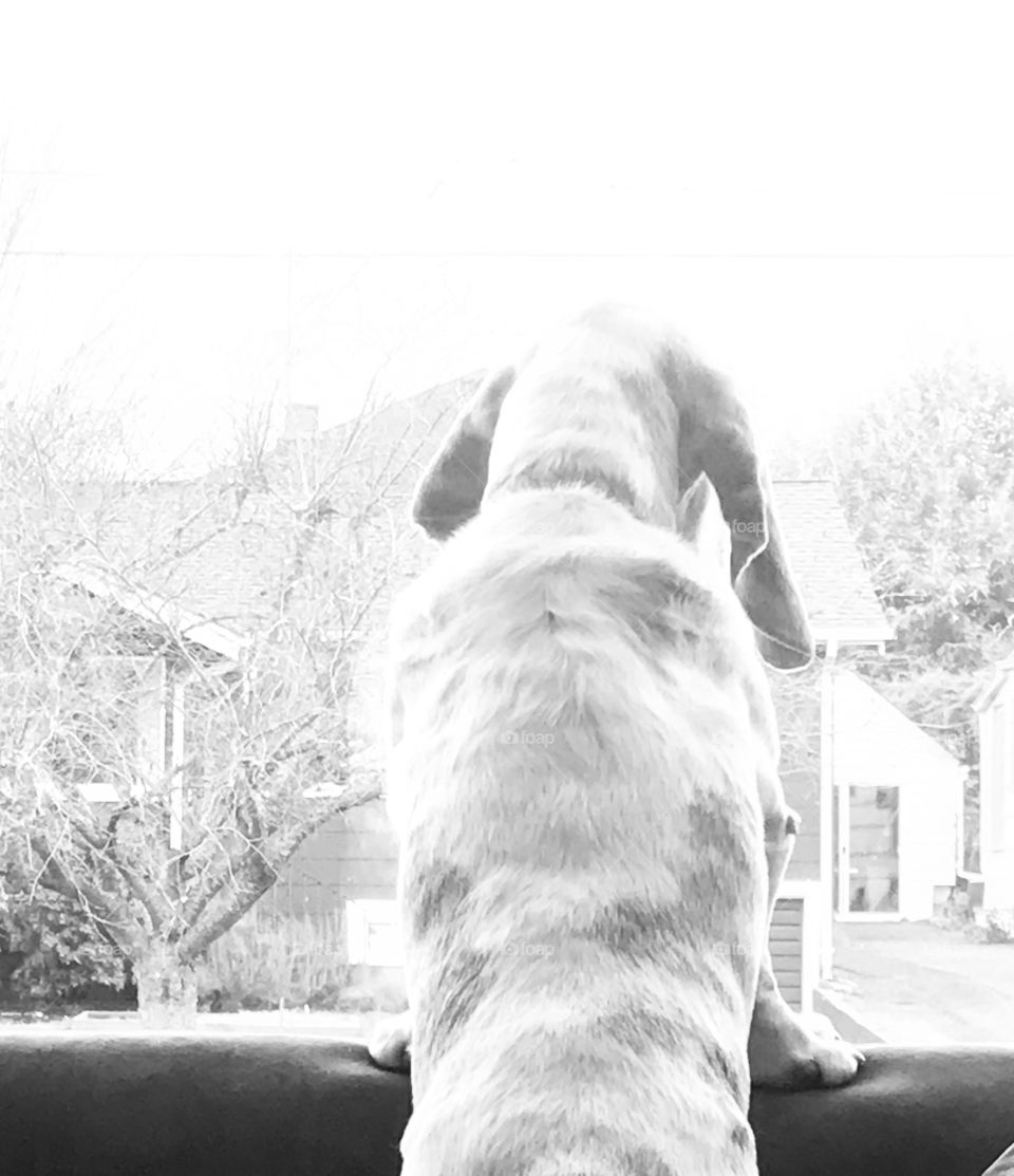 Dog looking outside 