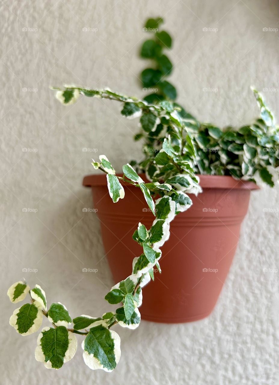 Wall-mounted plant pot