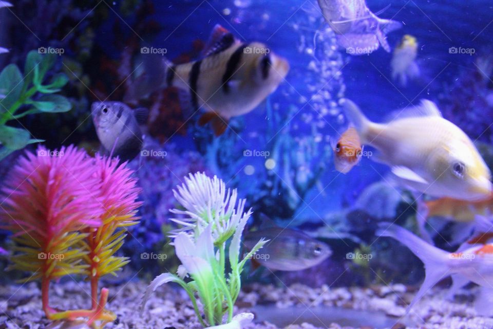 Plastic flowers in the aquarium to beautify the order in the ornamental fish aquarium