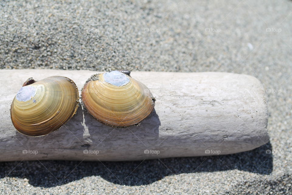 Two clams on driftwood