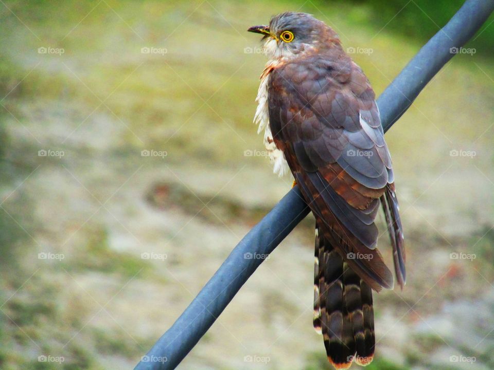 The common hawk-cuckoo (Hierococcyx varius), popularly known as the brainfever bird, is a medium-sized cuckoo resident in the Indian subcontinent.