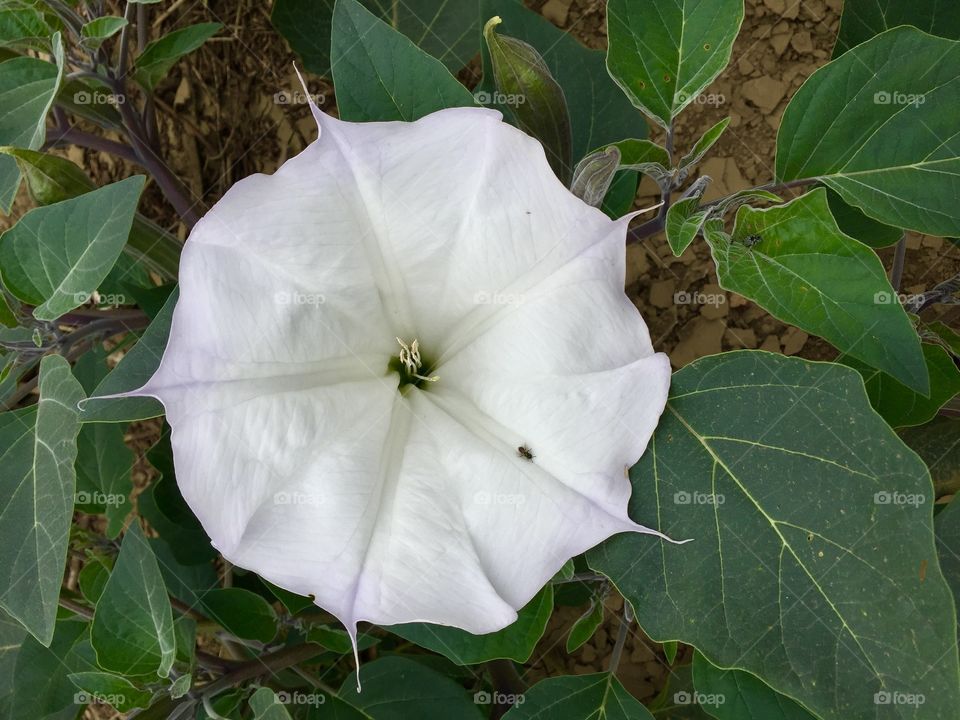 Small bug crawls on a white flower