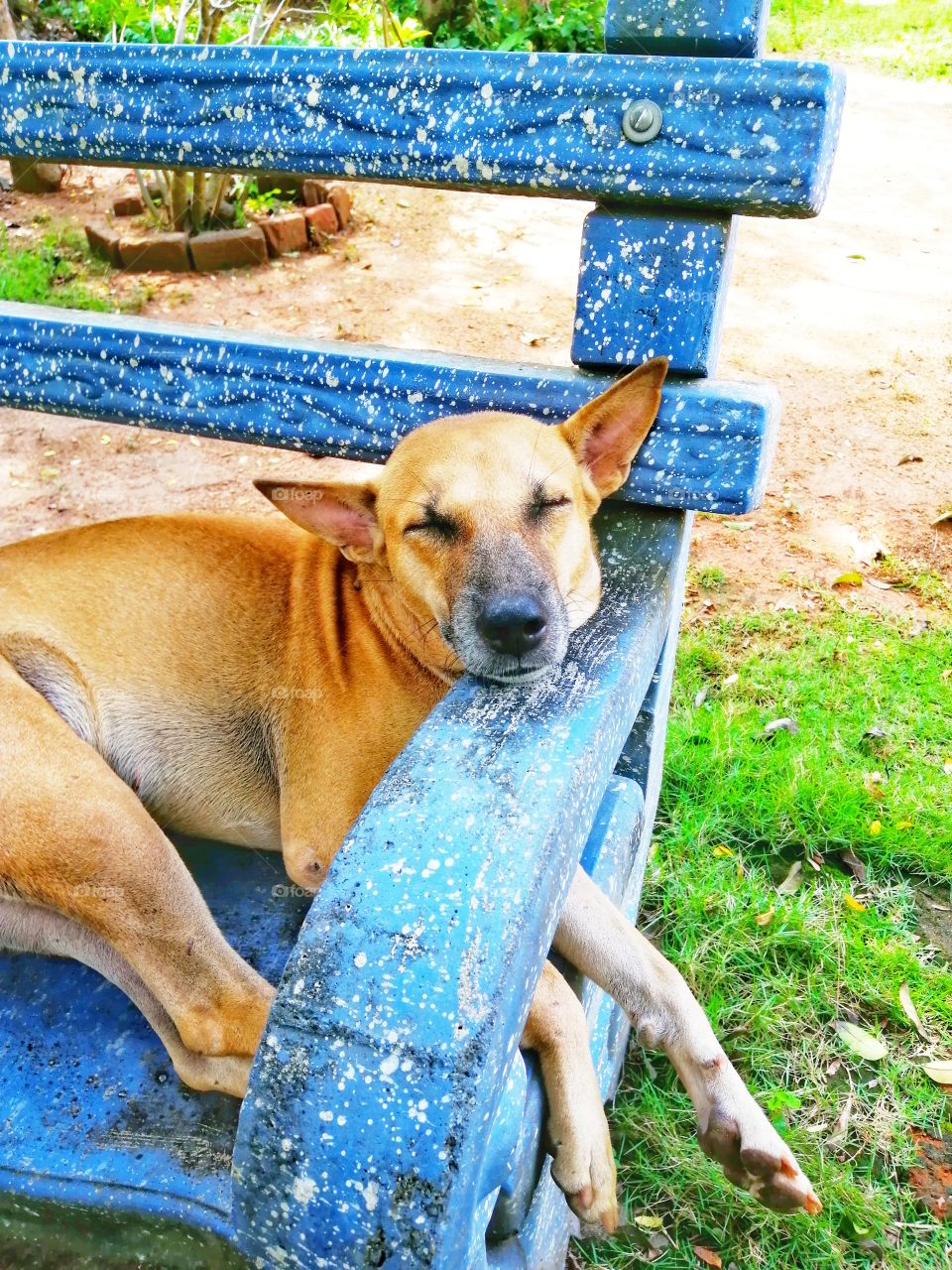Dog slept in blue bench