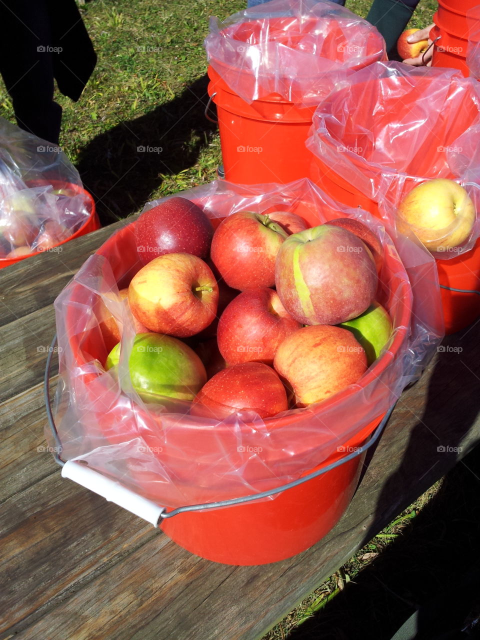 Bucket of apples 