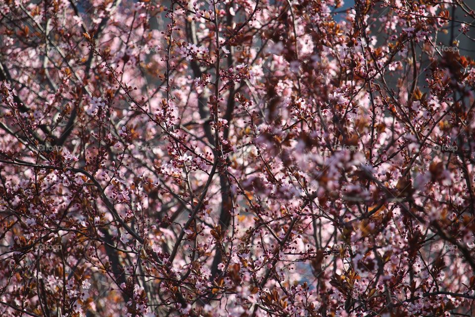 Pink spring flowers